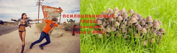 стаф Дмитриев